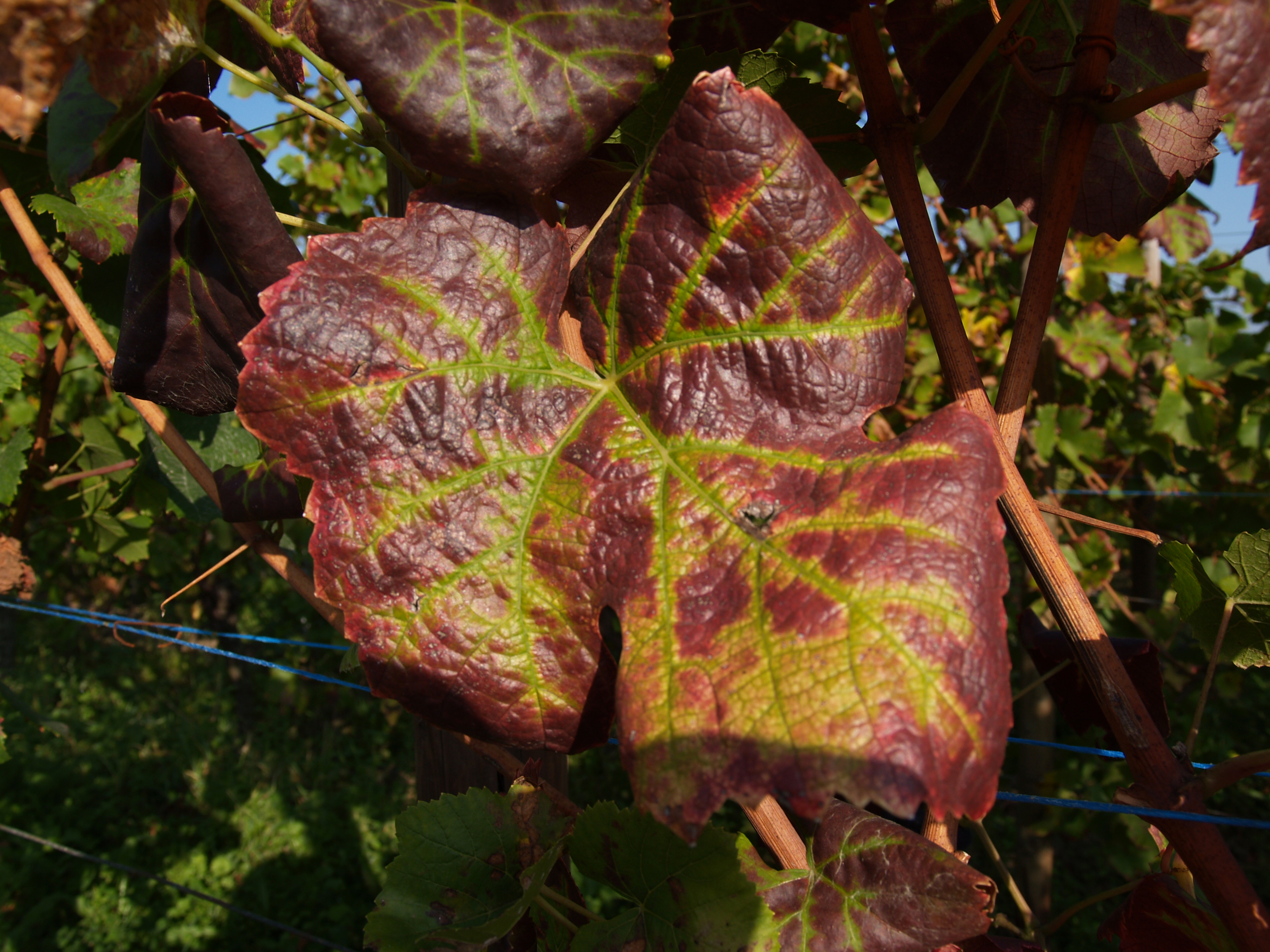 Enroulement, Grapevine leafroll associated virus (Foto:Herrbach, INRA)