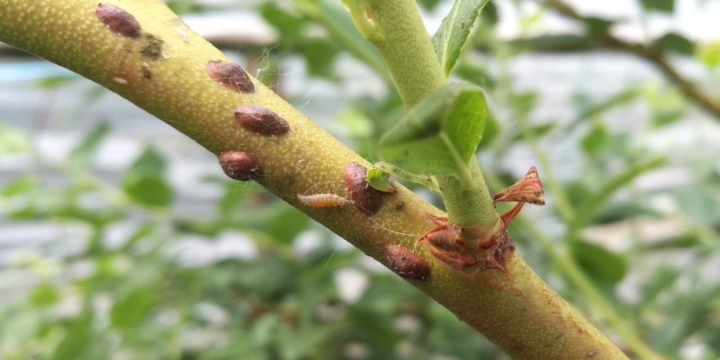 Eine Florfliegenlarve zwischen Napfschildläusen auf einem Heidelbeertrieb Eine Florfliegenlarve zwischen Napfschildläusen auf einem Heidelbeertrieb