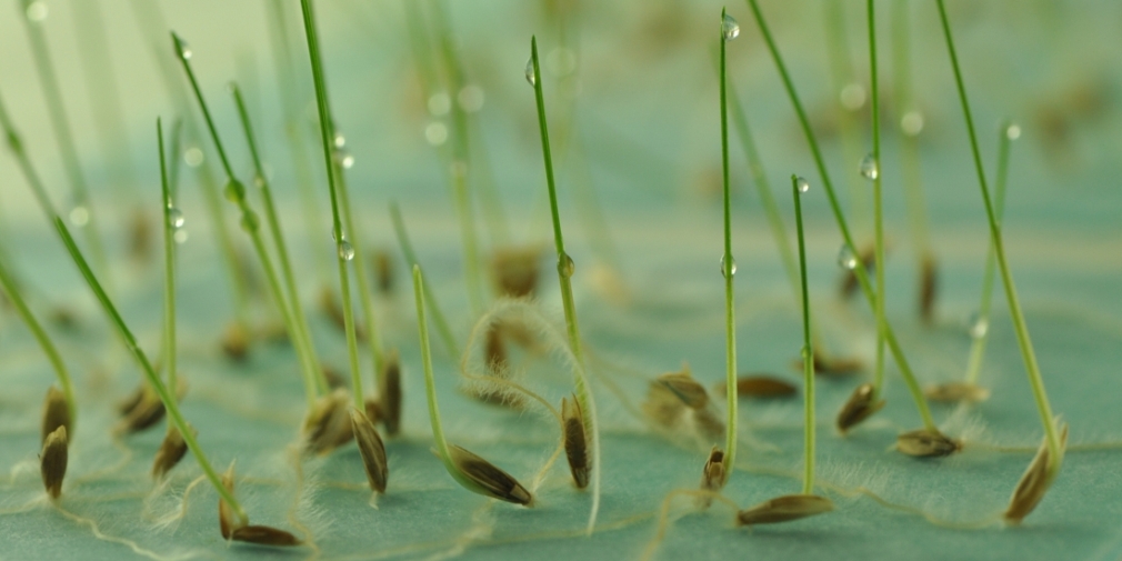 Keimfähigkeit bei Weidelgras Keimfähigkeit bei Weidelgras