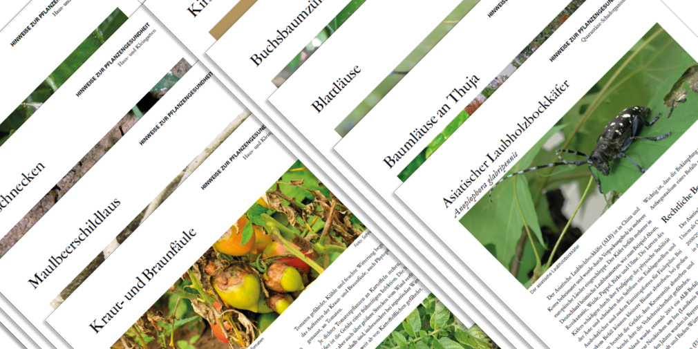 Broschüren der Schriftenreihe Hinweise zur Pflanzengesundheit