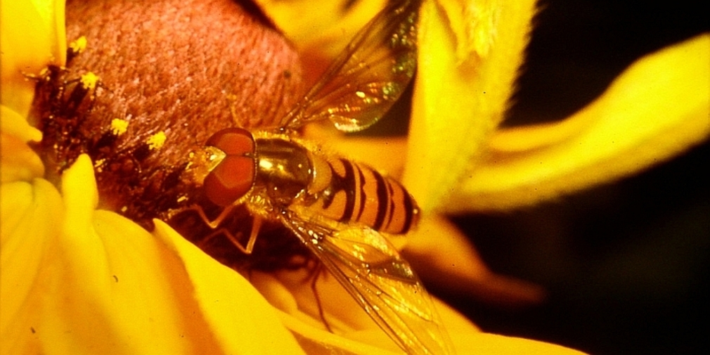 Schwebfliege