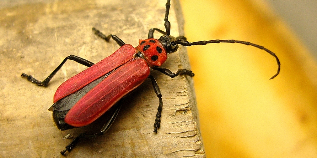 Purpuricenus temminckii