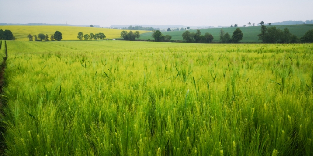 Gerstenfeld