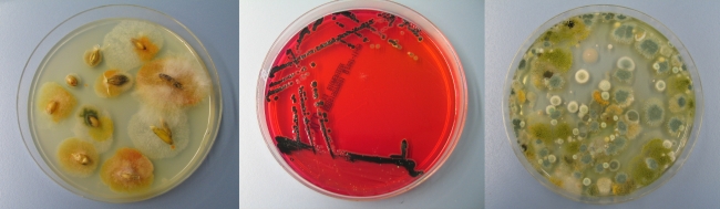 Mikrobiologie