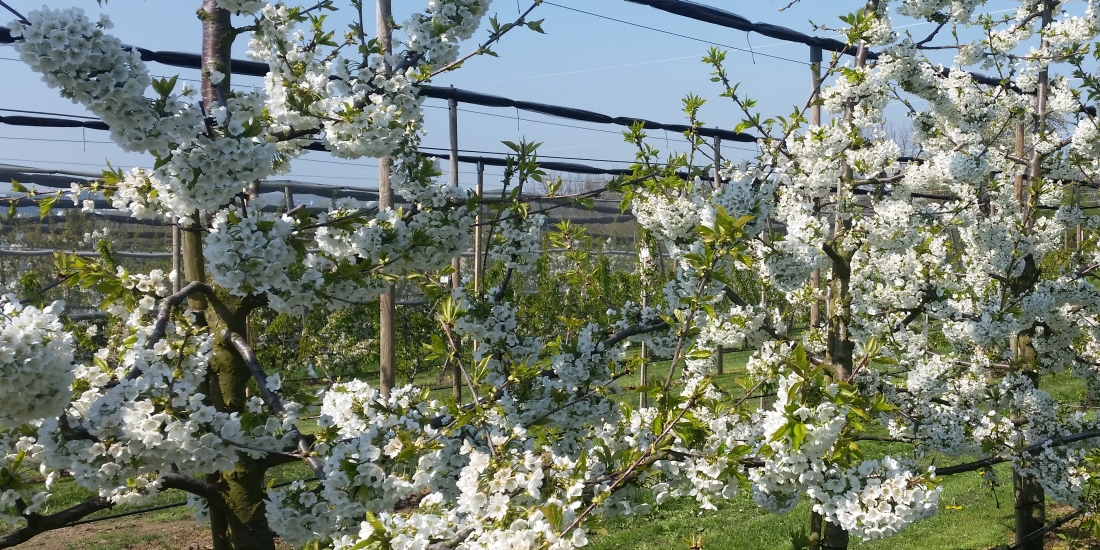 Blühende Kirschbäume auf dem Versuchsgelände des LTZ