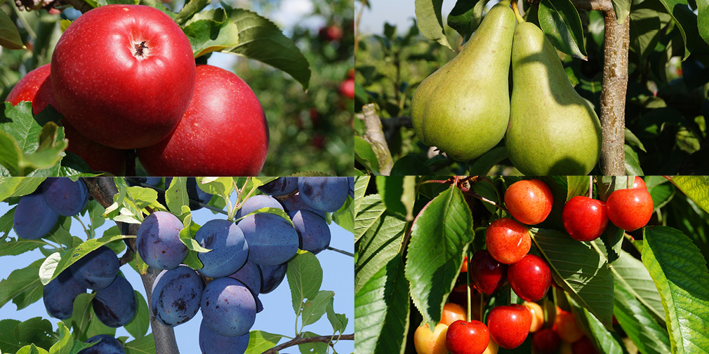 Äpfel, Birnen, Zwetschgen und Kirschen Äpfel, Birnen, Zwetschgen und Kirschen