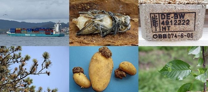 Bild Bilder Containerschiff, Puppe des asiatischen Moschusbock, ISPM 15 Markierung, Dothistroma pini, Kartoffelkrebs, Prunus necrotic ringspot Virus