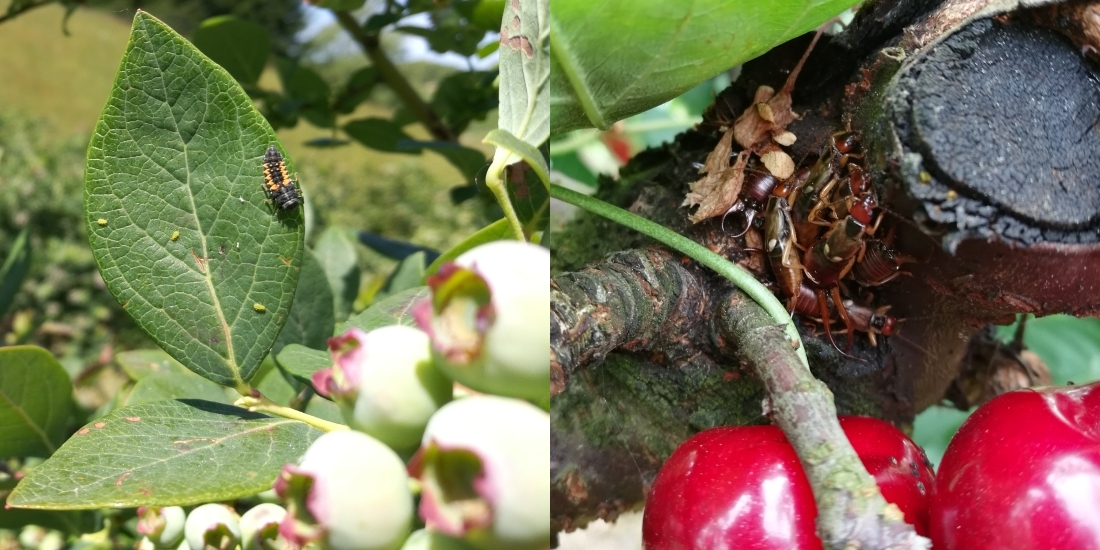 Marienkäferlarve und Jungtiere der Gelblichen Heidelbeerblattlaus auf einem Heidelbeerblatt (links) - Ansammlung von Ohrwürmern in einer Astgabel (rechts)