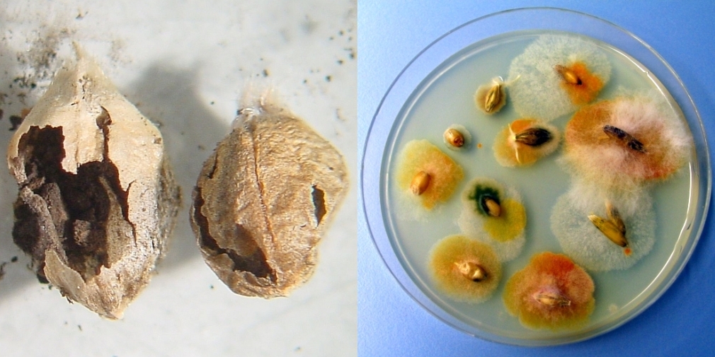 Brandbutten - Tilletia spp. (links), Fusarium auf Getreidekörnern (rechts)