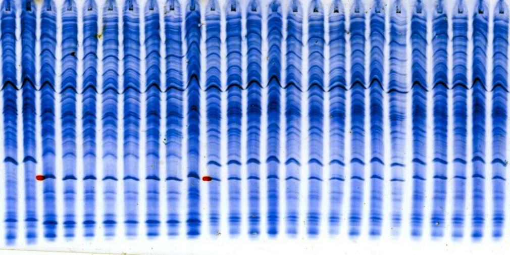 Referenzgel für die Bestimmung des Selbst- und Fremdbefruchtungsanteils bei Hybrid-Mais, x = fremdes Korn (Foto: LTZ)