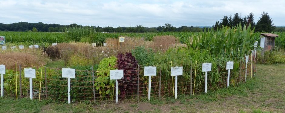 Schaugarten mit verschiedenen Kulturen