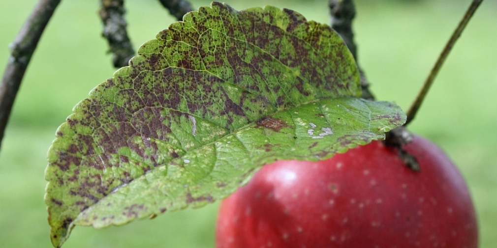Echter Mehltau an Feldsalat