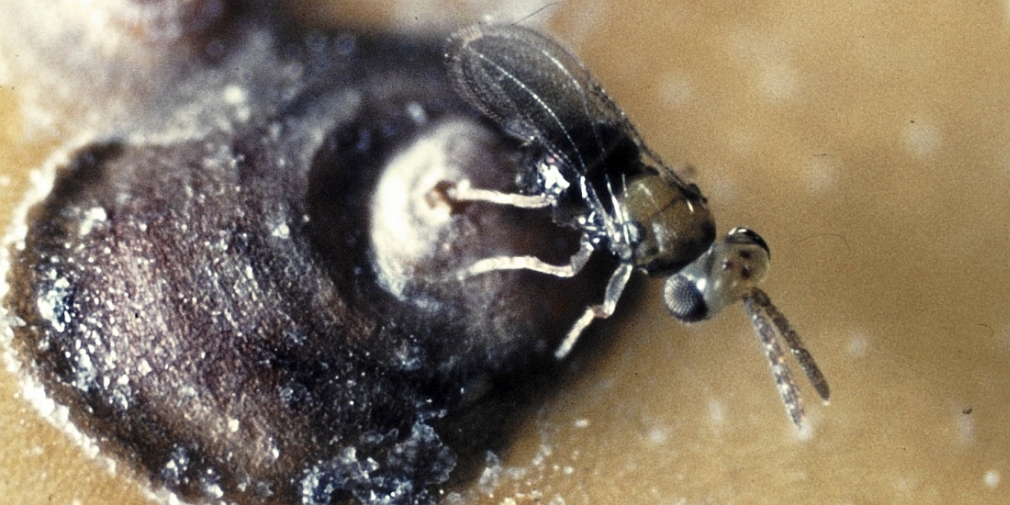 Zehrwespe (Encarsia perniciosi) auf parasitierter Schildlaus (San-José Schildlaus)