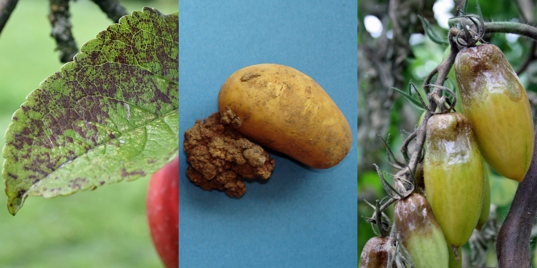 Marssonina-Blattfallkrankheit des Apfels (links), blumenkohlartige Wucherungen des Kartoffelkrebses (mittig), Phytophthora-Kraut- und -Fruchtfäule der Tomate (rechts)