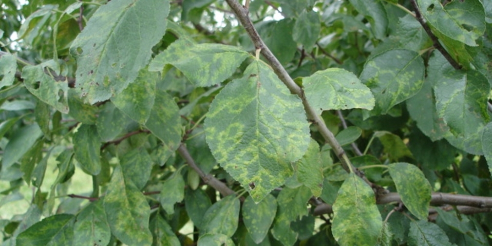 Zwetschgenblätter mit ringförmigen Chlorosen verursacht durch das Scharka-Virus (Plum pox virus) Zwetschgenblätter mit ringförmigen Chlorosen verursacht durch das Scharka-Virus (Plum pox virus)