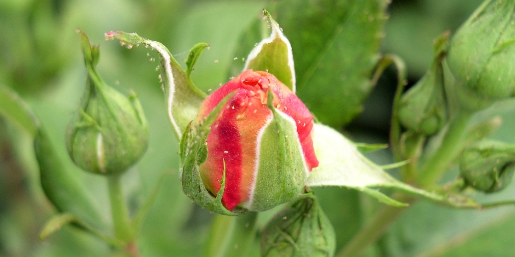 Spinnmilben an Rose