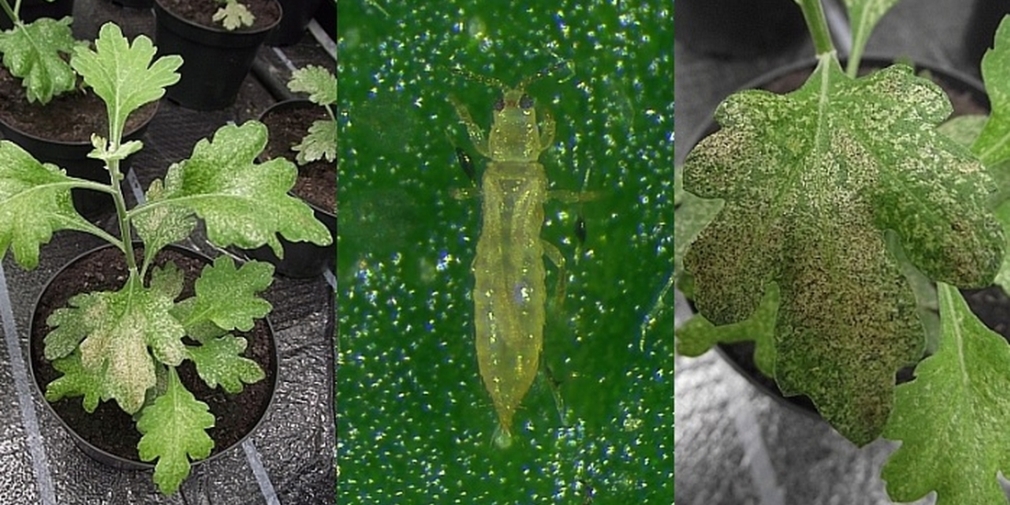 Chrysantheme mit Thripsschaden (links und rechts); Amerikanische Blütenthrips Frankliniella occidentalis (mittig)