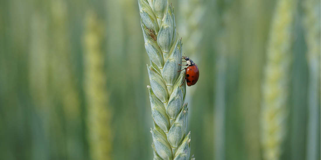 Marienkäfer und Blattläuse auf Weizen