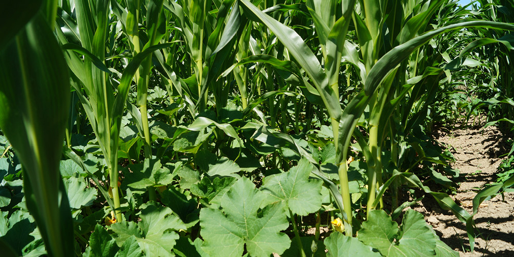 Anbauversuch Mais-Kürbis-Gemenge im Rahmen eines Biodiversitätsprojekts