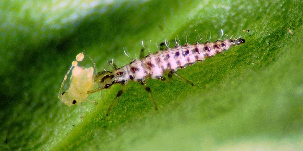 Florfliegenlarve saugt eine Blattlaus aus