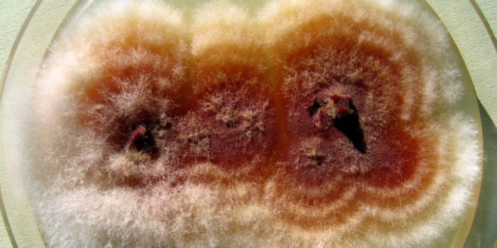 Fusarium culmorum, Kolonie auf Aga Fusarium culmorum, Kolonie auf Aga