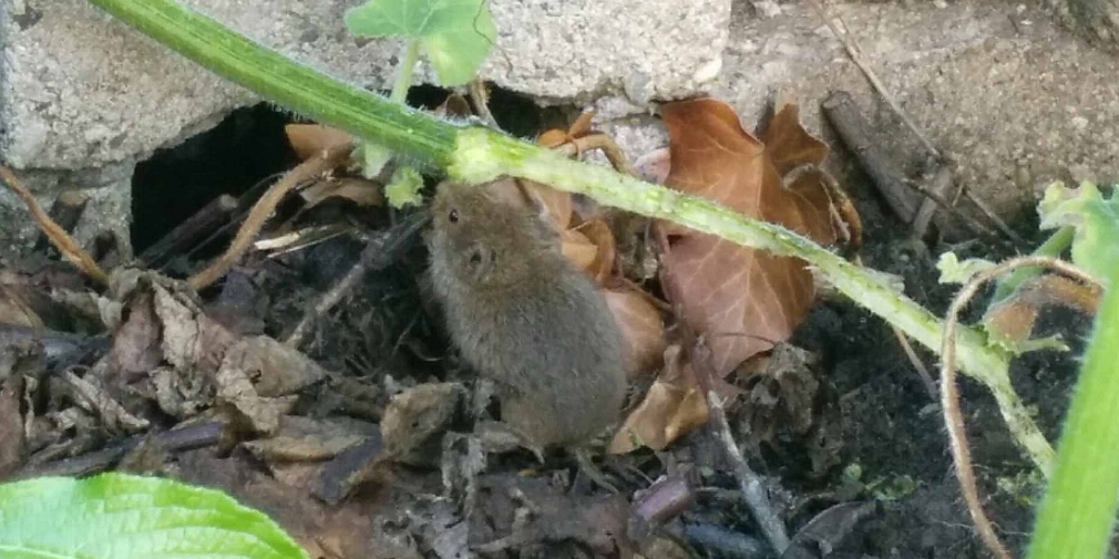 Feldmaus (Microtus arvalis)