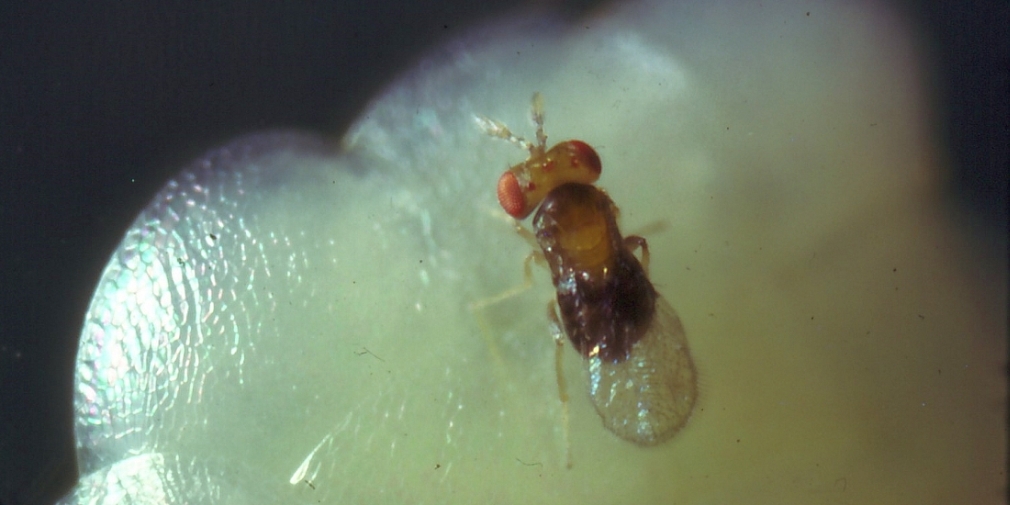 Trichogramma Schlupfwespe auf Eigelege des Maiszünslers