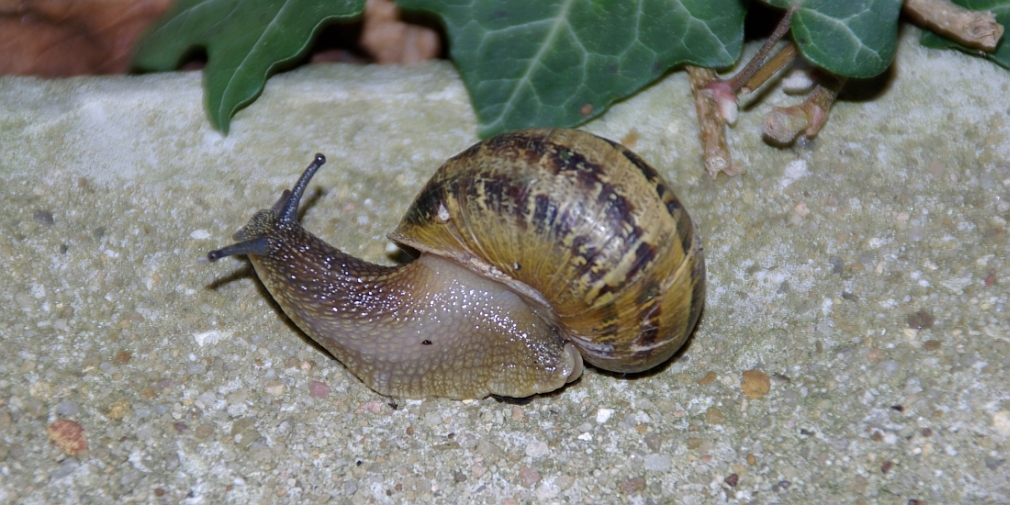 Gefleckte Weinbergschnecke (Cornu aspera)