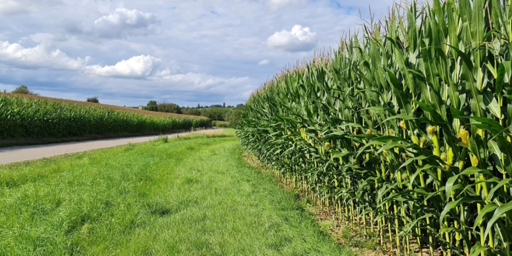 Maisfeld bei Obergrombach