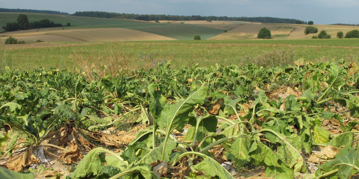 Dommages causés par la sécheresse aux betteraves sucrières dans le Kraichgau