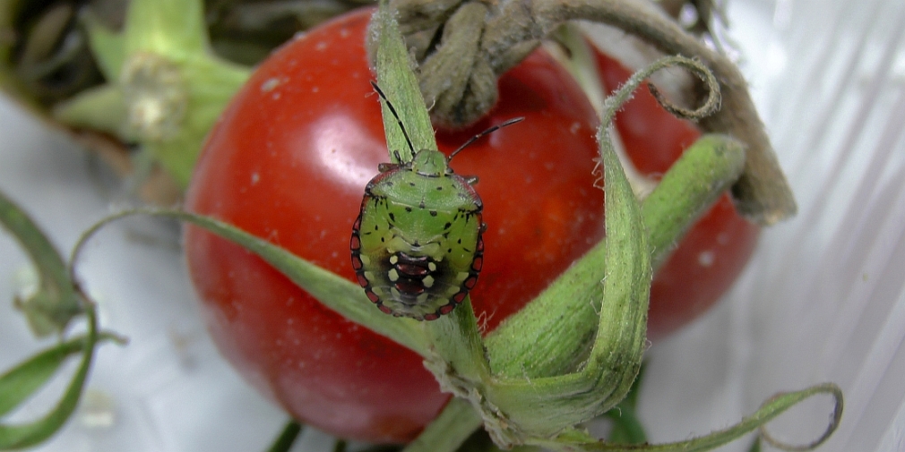 Nymphe der Grünen Reiswanze (Nezara viridula) auf einer Tomate