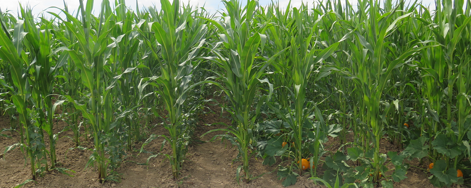 Bild von Maispflanzen in Komibnation mit Kürbis und Ackerbohne