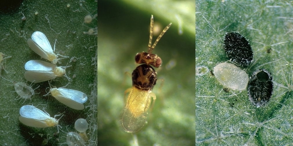Weiße Fliege Trialeurodes vaporariorum (links); Schlupfwespe Encarisa formosa (mittig); Parasitierte Nymphen der Weißen Fliege (rechts)