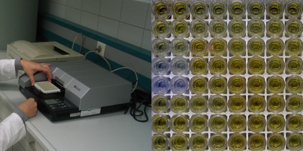 Bestimmung von Mykotoxinen mittels ELISA Bestimmung von Mykotoxinen mittels ELISA