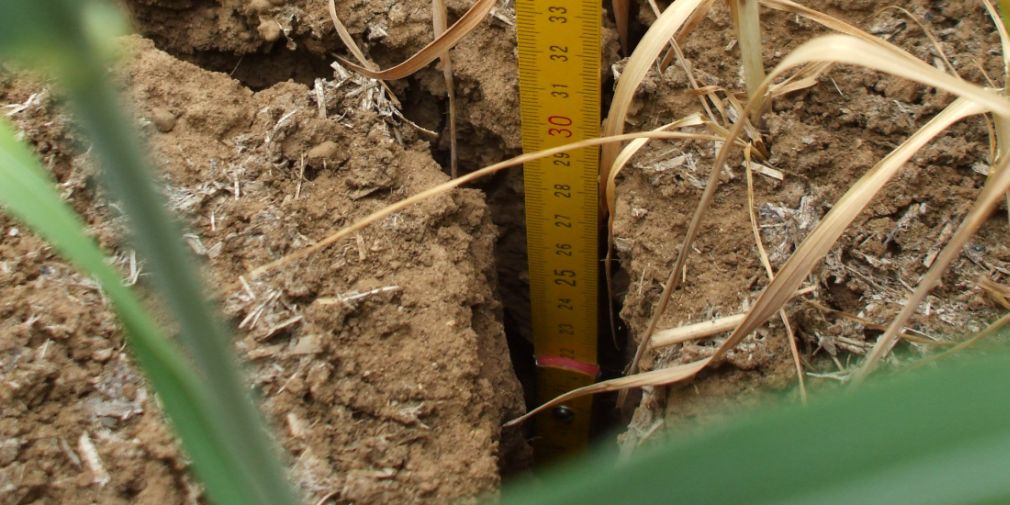 Fissures de sécheresse dans la variante “labour” de la comparaison des systèmes de travail du sol sur le site de Dossenheim en mai 2011.
