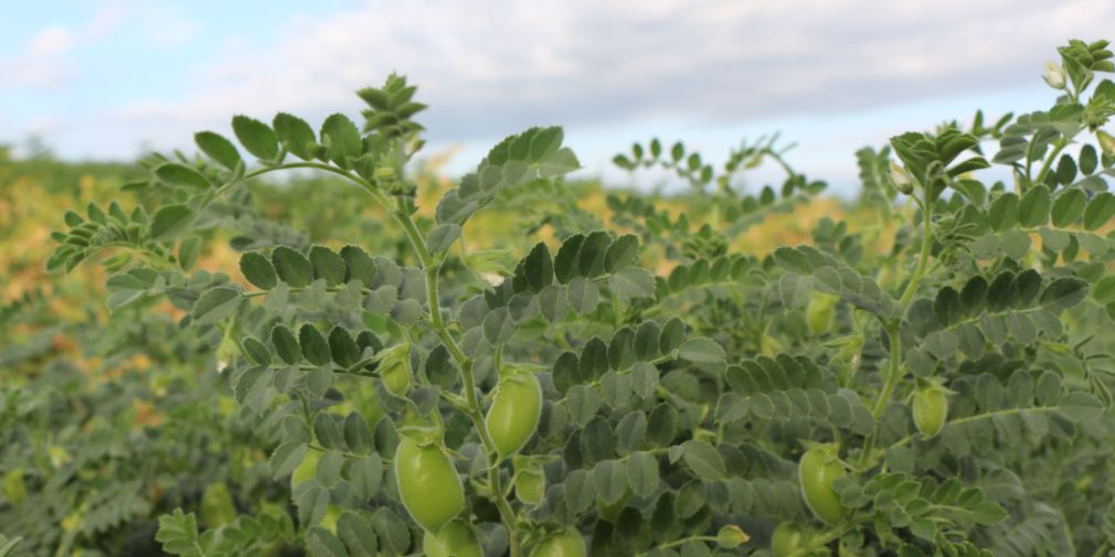 Cultivation of chickpeas as a new crop adapted to climate change. 
