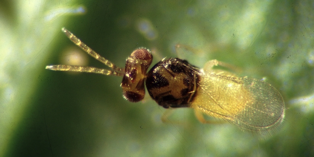 Encarsia formosa – Nützling gegen Weiße Fliege