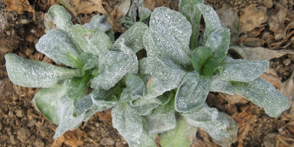 Echter Mehltau an Feldsalat