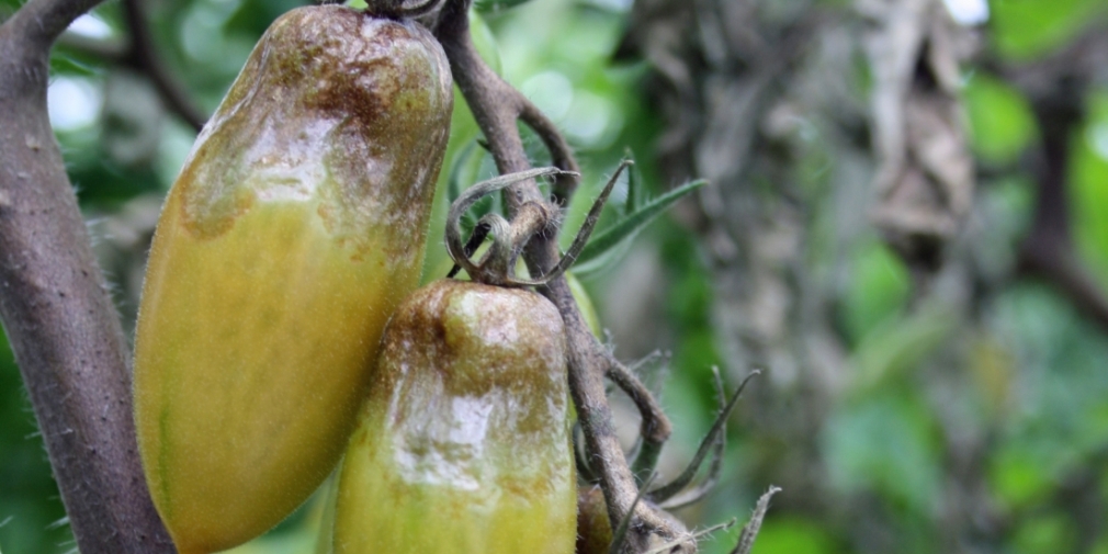 Phytophthora-Kraut- und -Fruchtfäule der Tomate Phytophthora-Kraut- und -Fruchtfäule der Tomate