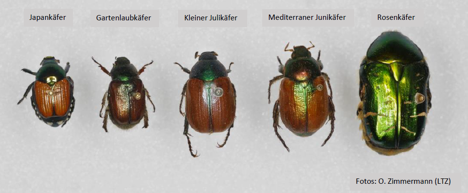 einheimische Blatthornkäfer im Vergleich zum Japankäfer 