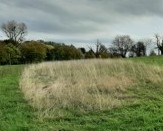 Altgrasstreifen