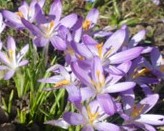 Krokus