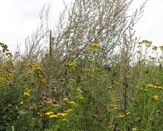 Ackerwildpflanzenmischung für Biogas