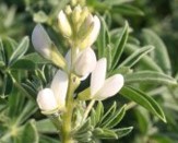 Lupine