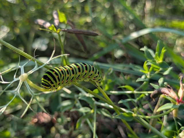 Raupe eines Schmetterlings in einer mehrjährigen Blühfläche