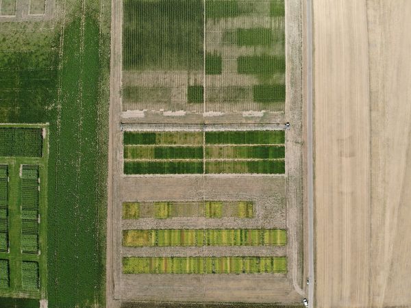 Drohnenaufnahme der AG Digitalisierung des LTZ zu den Beregnungsversuchen am Standort Rheinstetten-Forchheim Drohnenaufnahme der AG Digitalisierung des LTZ zu den Beregnungsversuchen am Standort Rheinstetten-Forchheim