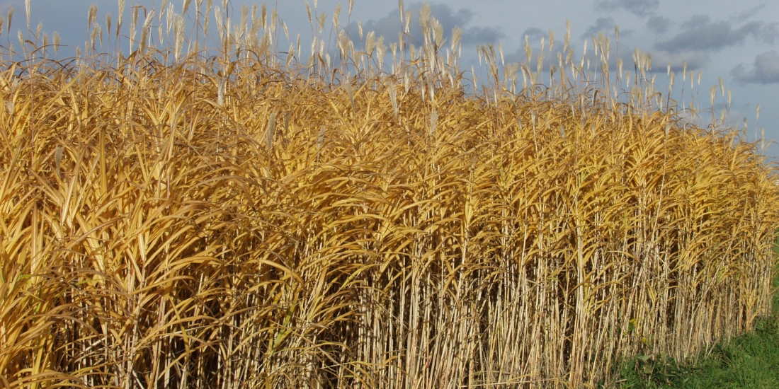 Miscanthus