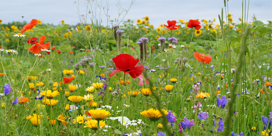 Blühmischung vor Sonnenblumen