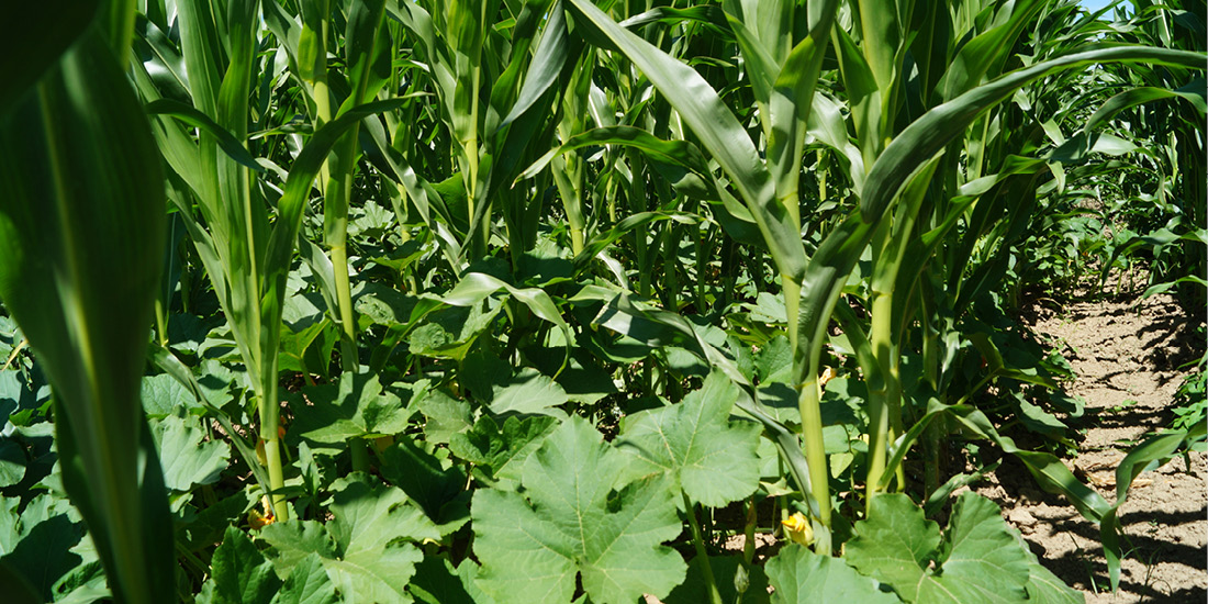 Anbauversuch Mais-Kürbis-Gemenge im Rahmen eines Biodiversitätsprojekts