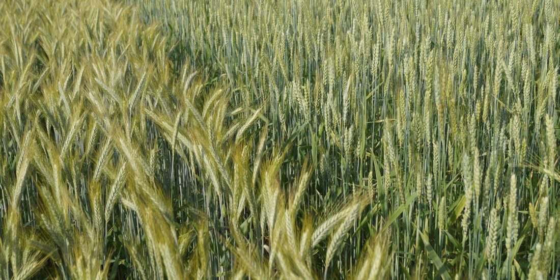 Weizensorten